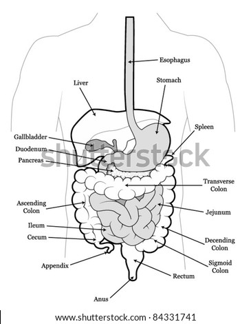 Human Abdomen Organs Stock Vector Illustration 84331741 : Shutterstock