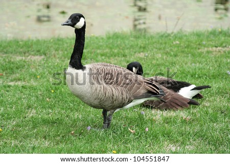 Canada Goose. Pair of geese on the green grass near the pond.