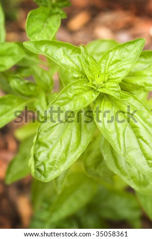 Basil plant growing in a garden