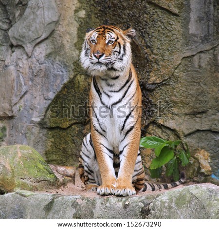 Royal Bengal tiger sitting on the rock