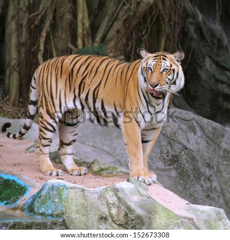 Royal Bengal tiger standing on the rock