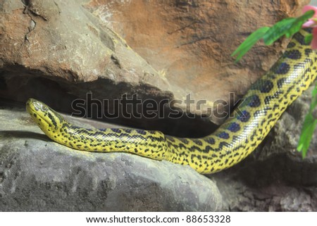 Yellow Anaconda Snake