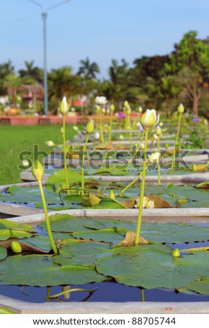 Water lily pond in The RMUTT Museum at Rajamangala University of Technology Thanyaburi (RMUTT), Thailand.
