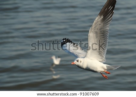 Seagull flying on the sea in evening.