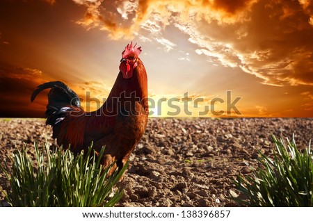 red rooster is on the plowed field; against a bright red sunset