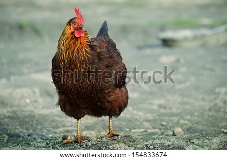 chicken standing on the ground, close-up