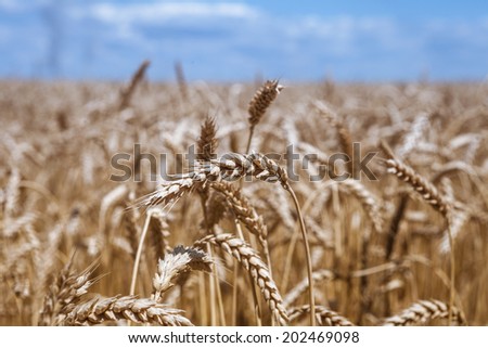 Golden ripe wheat field, sunny day, soft focus, agricultural landscape, growing plant, cultivate crop, autumnal nature, harvest season concept