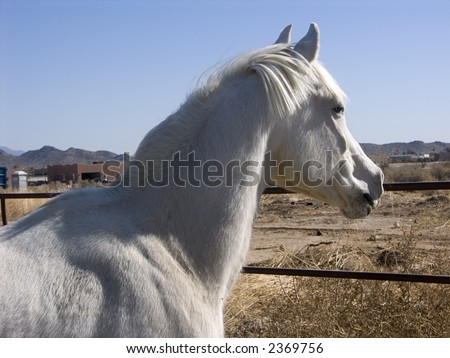 White Egyptian-Arabian horse focused on something in the distance - strong full sun light and shadows