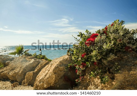 Tropic flowers on stones near sea