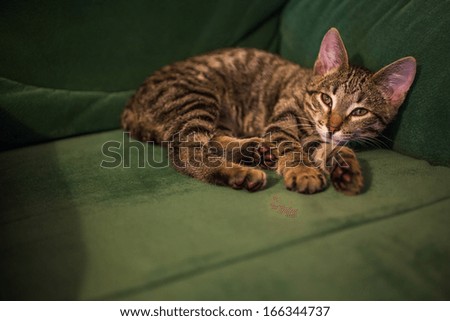 Striped Sleepy kitten on a green background