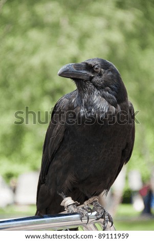 Old wise raven