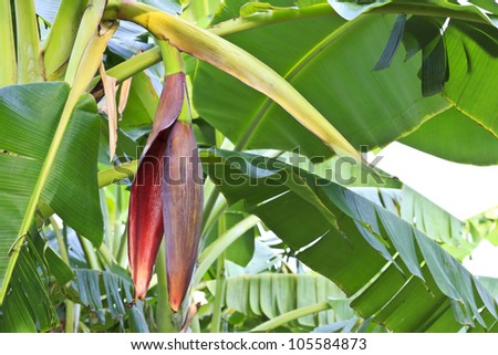 A great red banana flower on the banana tree