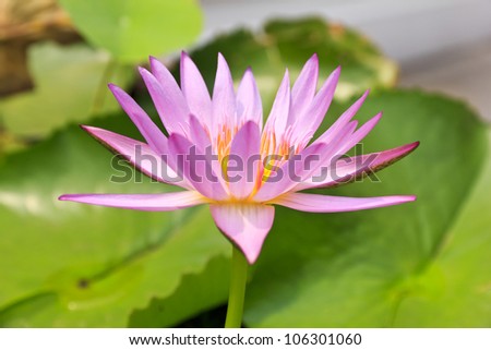 Blooming pink water lily sprung up from the water in a pond.