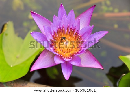 A beautiful pinkish purple water lily with petals in the shape of eight-pointed star.