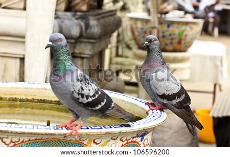 Two pigeons perched on the edge of the flower pot, focus on the behind pigeons