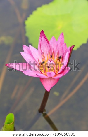 Blooming pink water lily sprung up from the water in a pond.