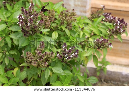 Fresh organic sweet basil, focus on front bunches of flowers and seeds.
