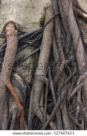 Texture background of the banyan bark trunk root.
