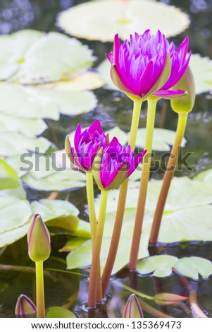 The group of pinkish purple water lily sprung up from the water