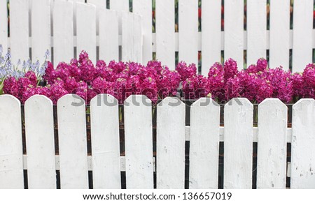 The pretty pink hyacinth flower behind the white fence