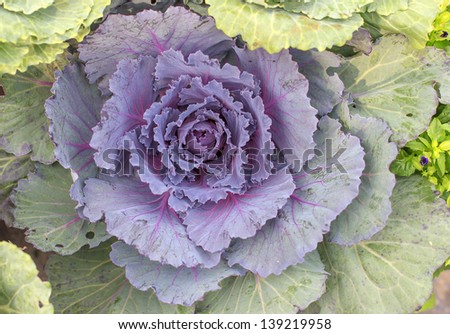 The beautiful purple and green cabbage flower