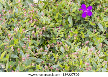 Glory Bush plant, compact shrub or small tree, attracts butterflies, bloom year-round interest and Properties of medicine