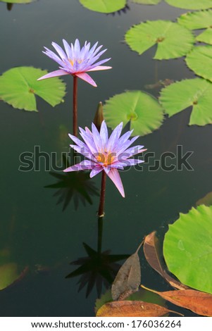 Blooming purple water lily sprung up from the water in a pond
