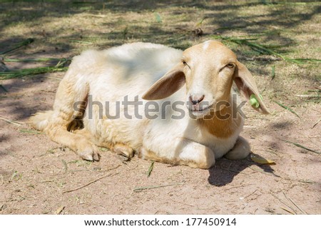 A young goat lying on the ground in a farm