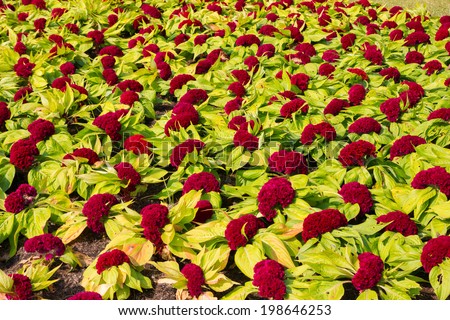 The Cockscomb flower or Chinese Wool Flower in a garden