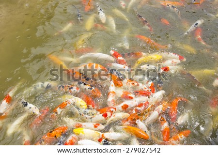 The mass of Koi or carp fish in a pond