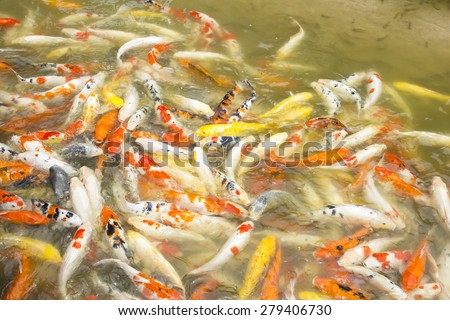 The mass of Koi or carp fish in a pond