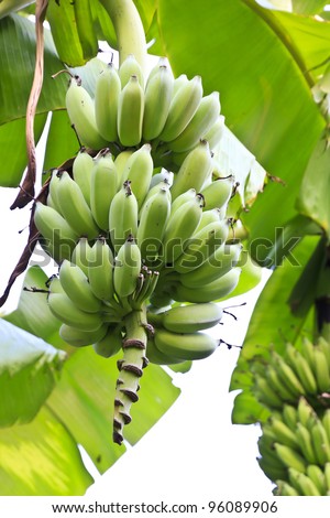 Bunch of unripe cultivated bananas on the banana plant
