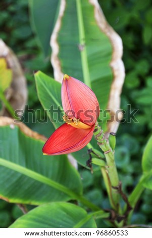 Red banana flower blossom on the banana plant