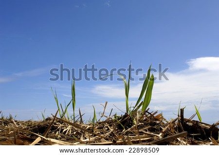 sugar cane field, with straw of cane and new leaf