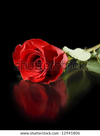 red rose with reflection isolated on black background