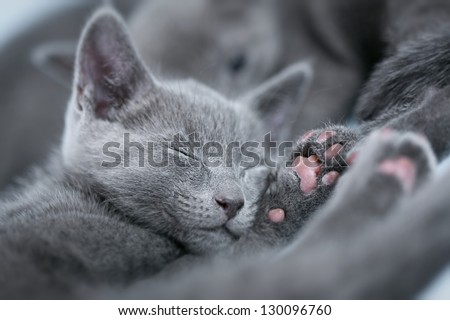 Sleeping kitten (breed \
