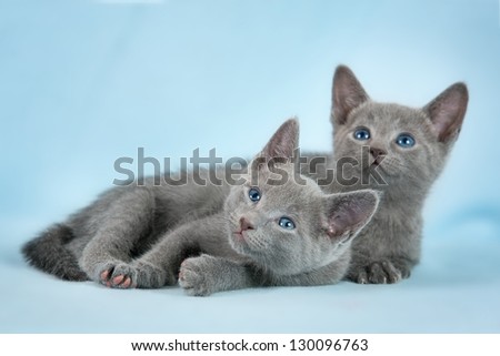 Kittens (breed 