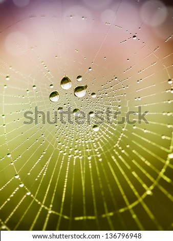 After the rain, the hidden beauty of this cobweb
