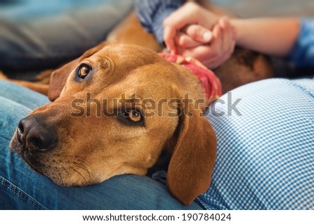 Lying dog ( Rhodesian ridgeback ) with his head on legs pregnant moms