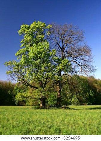 blue sky and tree-oak