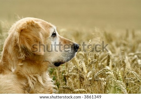 golden retriever in field wheat