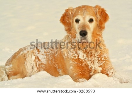 My dog   - „ Golden retriever “ in of winter