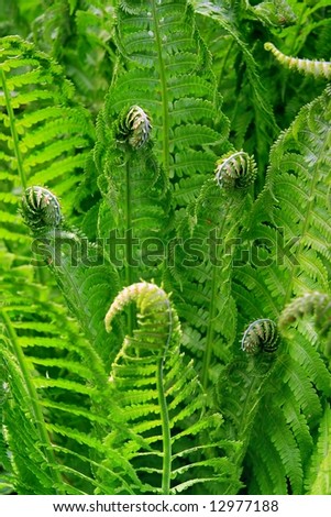 Young bracken  in forest - close-up