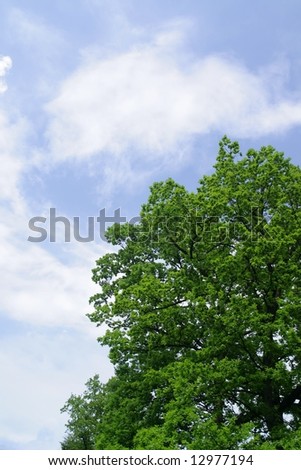 Blue sky and green tree-oak