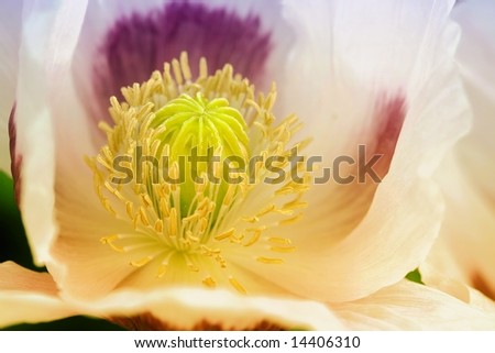 Detail of flower of poppy