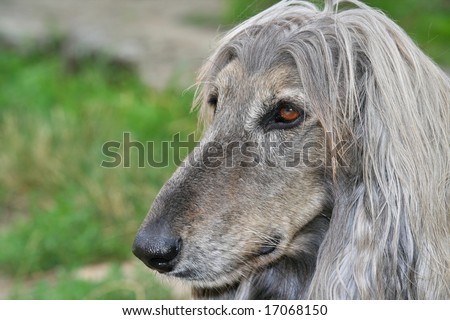 A beautiful Afghan hound dog head portrait