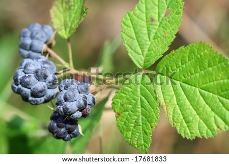 Wood berry a blackberry