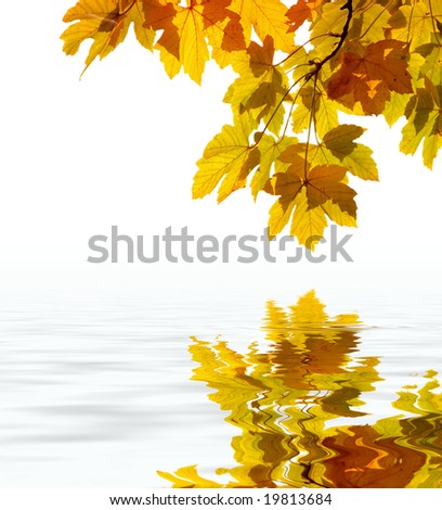 Leaves reflecting in the water, shallow focus