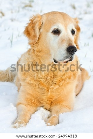 My dog - ? Golden retriever ? in of winter