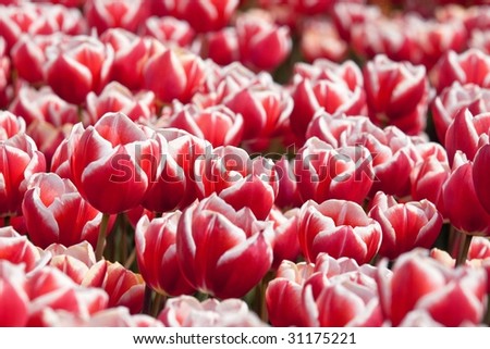 closeup field red - white tulips